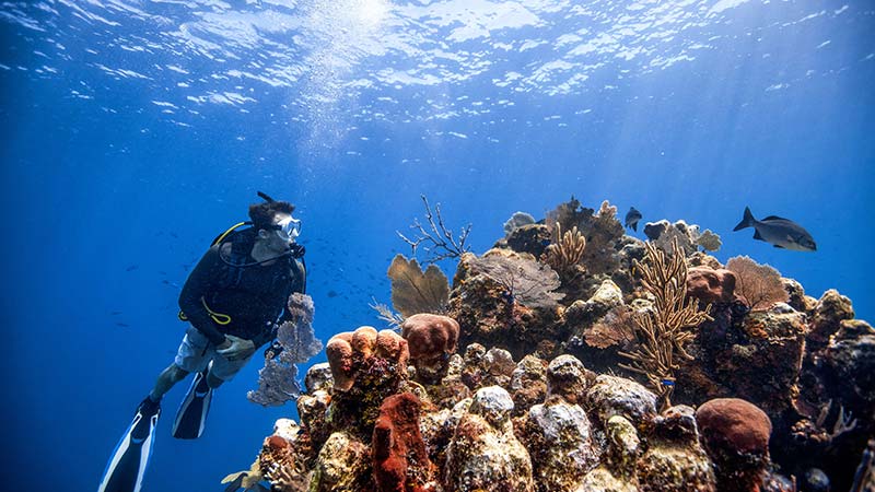 Fujairah Dive upgrade