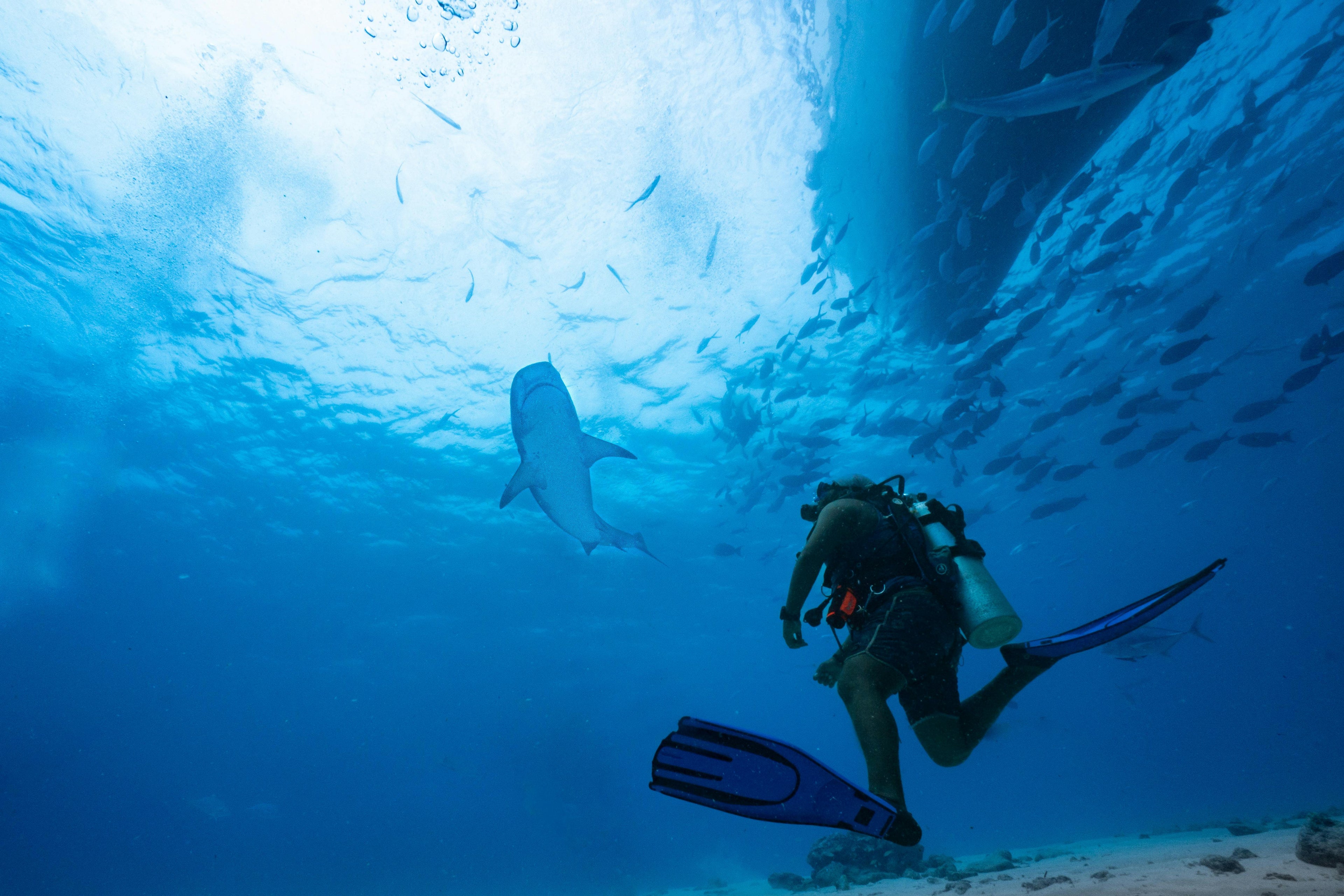 PADI Open Water Course